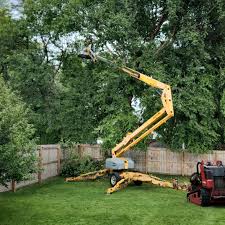 Best Lawn Dethatching  in Bronte, TX